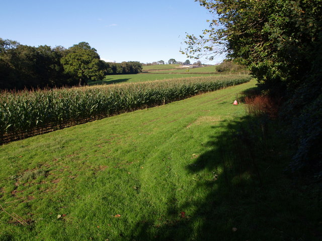Maize field by the Torridge