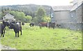 A herd of cattle in the field between Snowdon View and Vale View