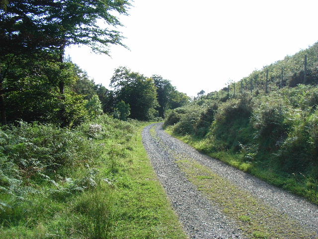 Forestry road running alongside the Shankill River
