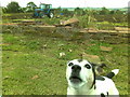 Tractor in a field, dog in the foreground