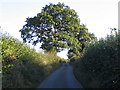 Hedgerow oak on the lane to Longford