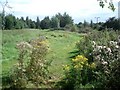 Droitwich Community Woodland