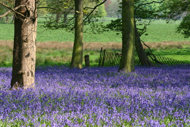 Bluebells in Thompsons Wood