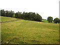 Copse near Almagill