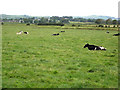 Cattle in the Vale of the River Annan