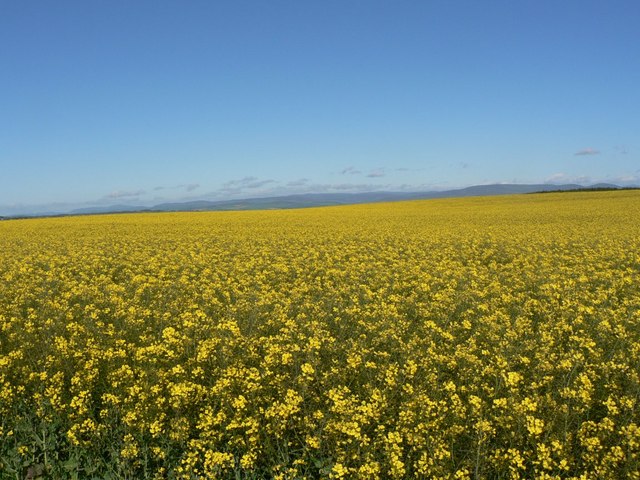 Field of Rape in May