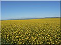 Field of Rape in May