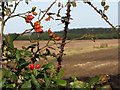 Rosehips in a hedgerow