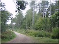 Path through Parkhurst Forest