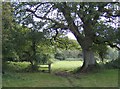 Footpath by the Caul Bourne