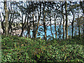 SR9994 : Clifftop trees at Barafundle Bay by Pauline E