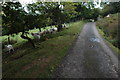 Sheep on a narrow road near Turnant