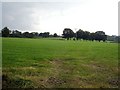 Pasture near The Coppice