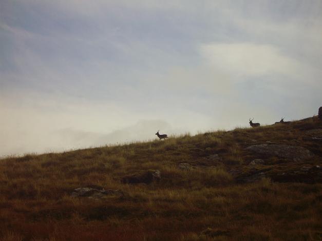 Deer on the ridge above Cam-Chreag