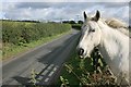 Egton Lane