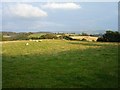 Upland pasture