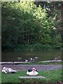 Ducking around on the water - Bryngarw House Pond