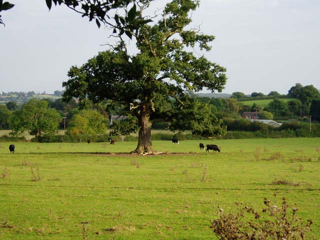 Cattle grazing at Holberrow Green