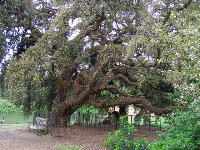 Cork oak tree, Osterley House Grounds