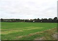 TR0954 : A lone walker follows the footpath across a field by Nick Smith