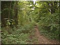 Path through Parkhurst Forest