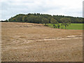 Stubble field