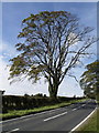 Roadside Tree