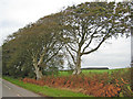 Trees near Limekilns Farm