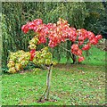 Young tree, Coate Water country park, Swindon