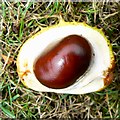 Conker (Horse chestnut) close-up, Dorcan Way, Swindon