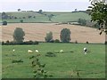 SP7392 : Farmland near Thorpe Langton by Mat Fascione