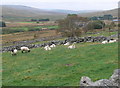 SH8441 : Field of rams by Eirian Evans