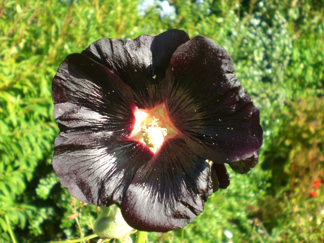 Almost black flower © Lyn Anderson :: Geograph Britain and Ireland
