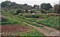 Allotments at Longborough