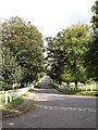 Tree lined avenue at Birdsall