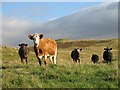 NT7820 : Cattle, Howgate by Richard Webb