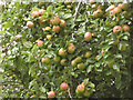 Crab Apples on Clyro Common