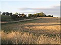 Stubble, Eden Hall