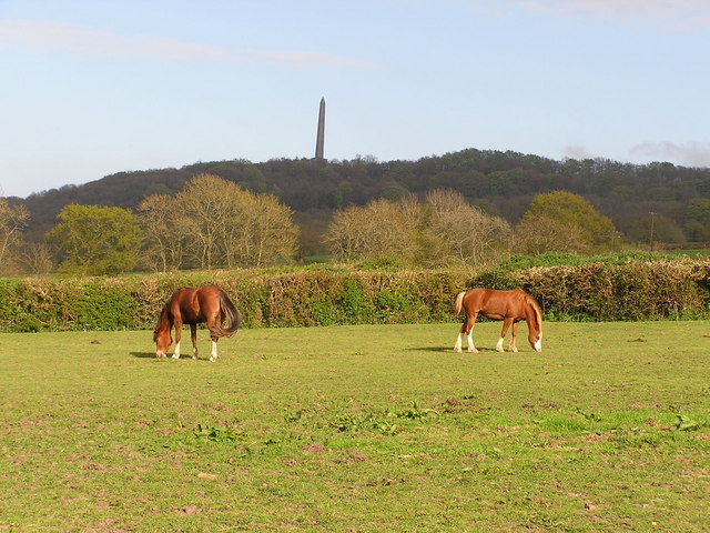 Horses grazing at Southey Farm