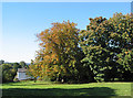 Trees on the turn in English Bicknor