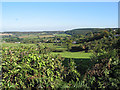 View to the forest from the New Inn car park