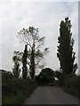 Poplars at White House Farm