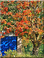 SC3682 : A blaze of Autumn colour by Andy Stephenson