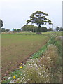 Laneside field margin with lots of seed heads