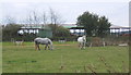 TM0463 : Field with horses and huge open barn behind by Andrew Hill