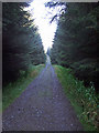 NY6586 : Forest Track by Peter McDermott