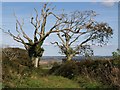 Unwell trees and harvest