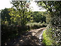 Bridleway near Mussel Brook