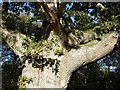 Oak near Mussel Brook