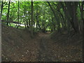 Ridgeway in Wendover Woods